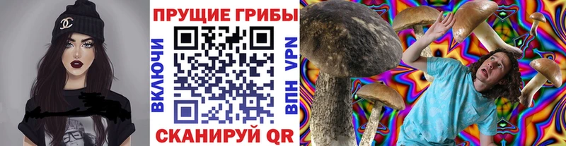 купить наркотик  Бабушкин  Псилоцибиновые грибы Cubensis 